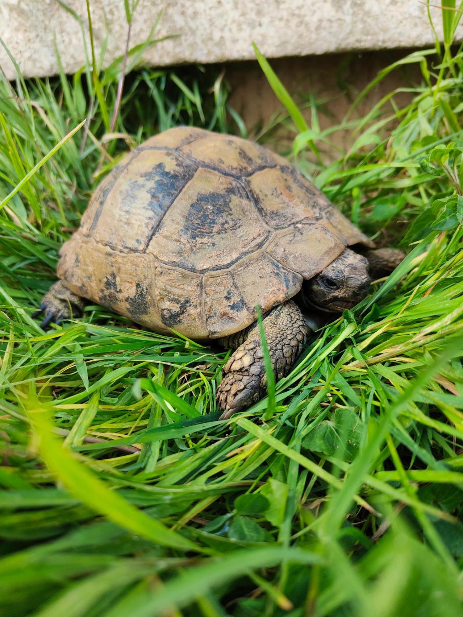 Le De La Tortue * Bayeux